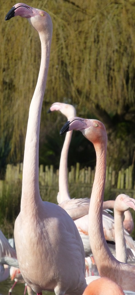 greater flamingo