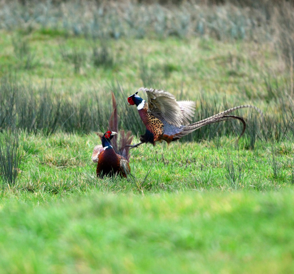 Two male pheasants battle on the wet grassland outside the Lapwing Hide.