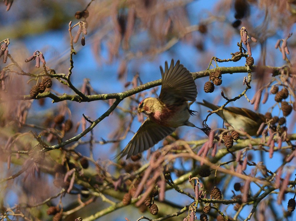 Redpoll taking flight from alder PS001