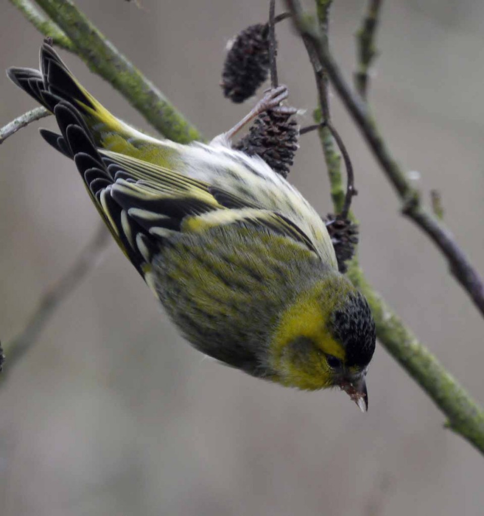 Siskin, male, MJMcGill