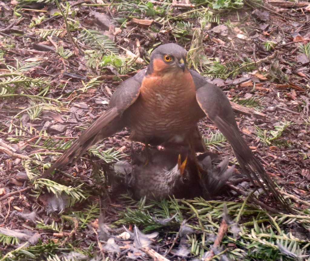 A male sparrowhawk grabbed a blackbird and landed directly outside our office window