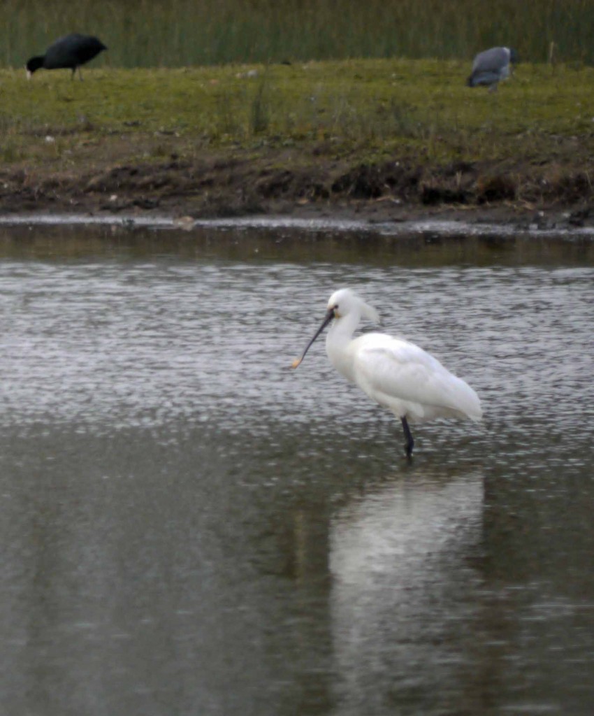 Spoonbill, MJMcGill