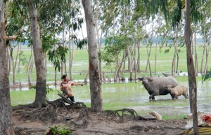 buffalo calf (c) WWT