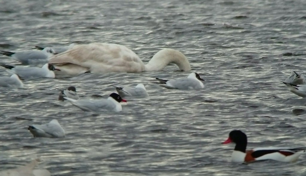Med Gull 