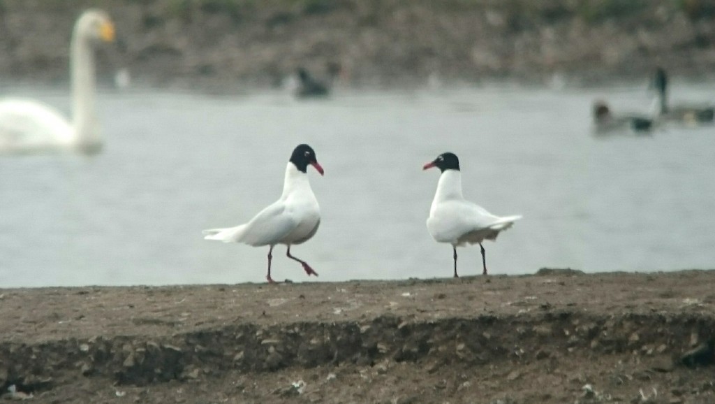 Pair of Med Gull on the Mere