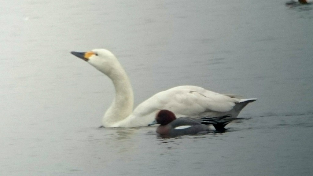 Bewick's Swan with Wigeon (guard of honour..)