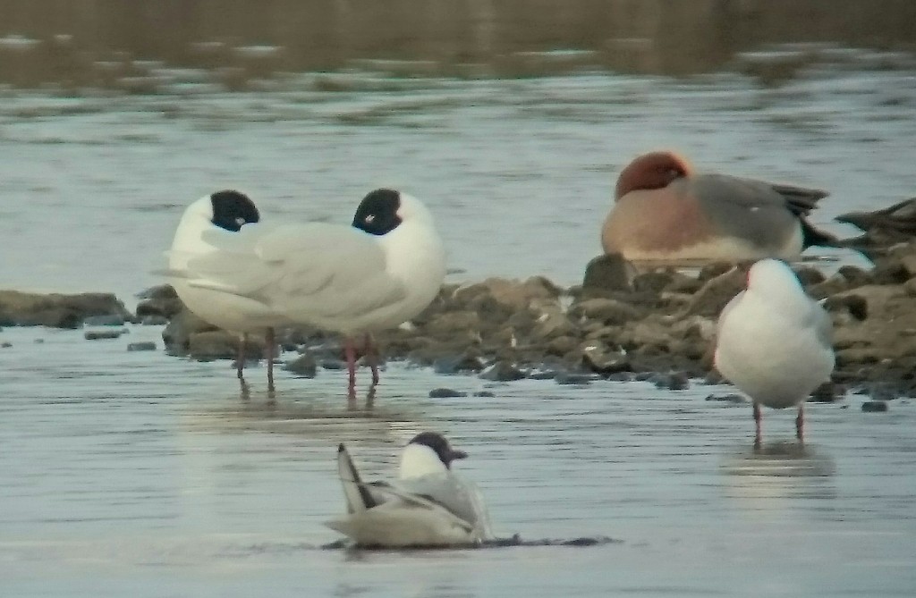 Sleeping Med Gulls