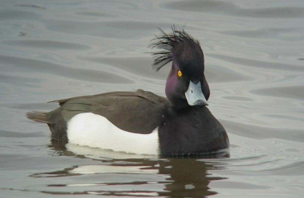 Tufted Duck having a good hair day.