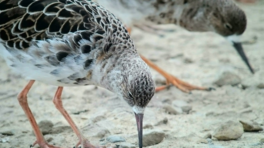 more Ruff variation to follow