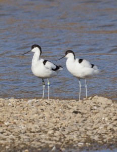 Avocet pair on Wader Lake