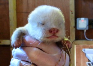 Otter cub