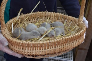 The cubs had their first weigh in yesterday