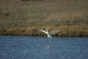 Great White Egret 2 Cr. Rob Werran