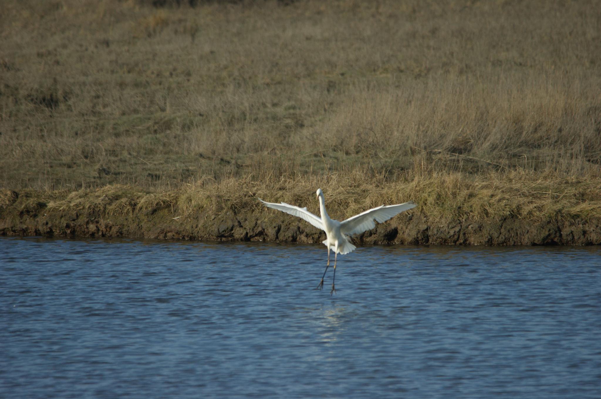 Great White Egret 2 Cr. Rob Werran