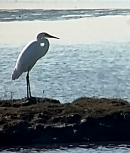 Great White Egret Digiscoped, Cr. Rob Werran