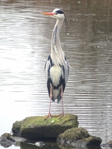 Grey Heron Cr. Rob Werran