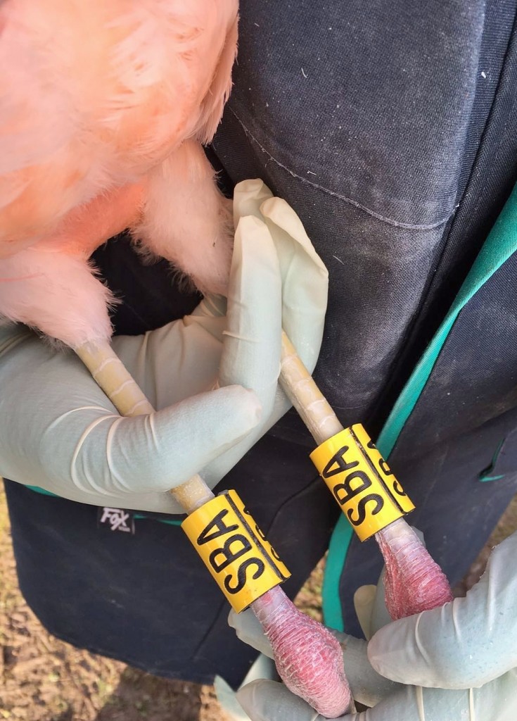Proudly showing off its new "double Darvics", Chilean flamingo SBA (formally FLF), a large male bird, has been selected to take part in a special behavioural study.