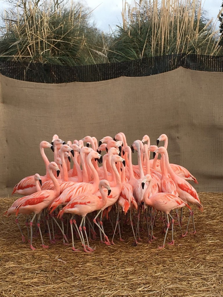 As the flock gets smaller birds might worry that they are going to be singled out and left by themselves. The WWT method of catching flamingos means that no birds are ever split from the flock, and all each bird is handled alongside of others. This ensures there is minimal stress.