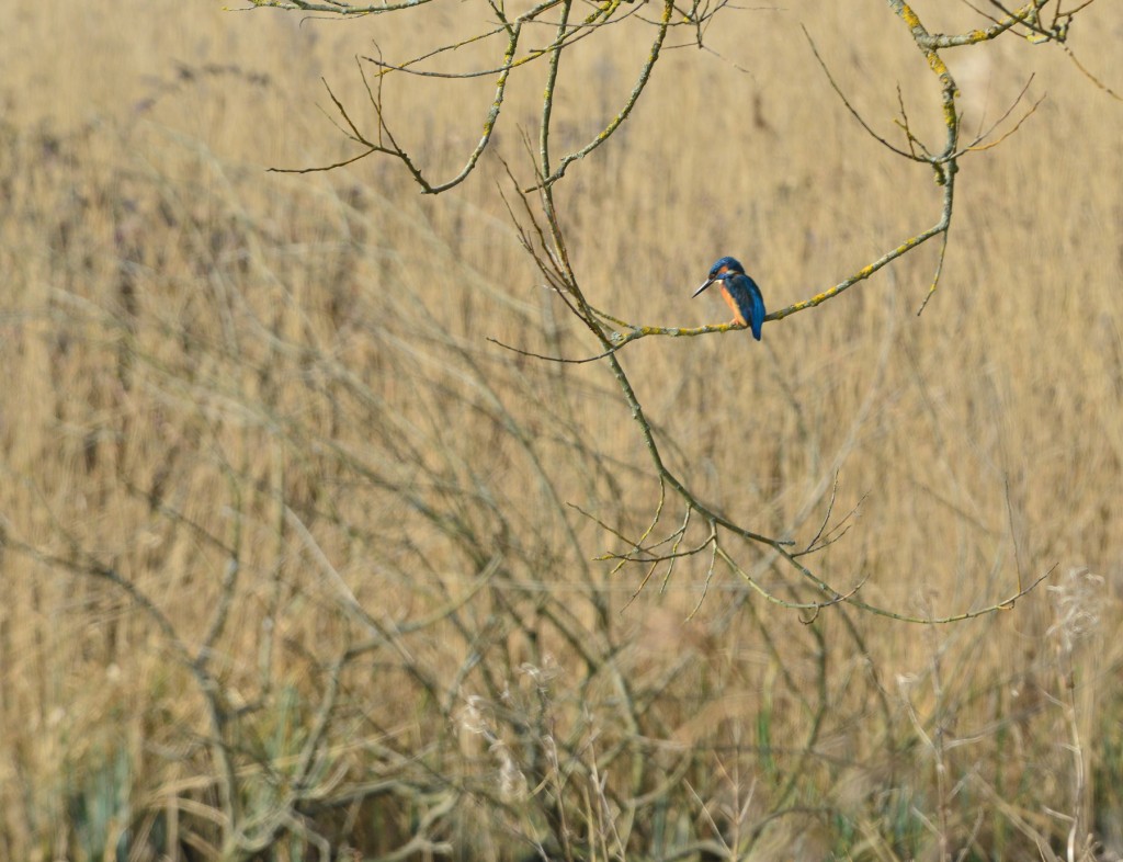 Kingfisher scrape hide