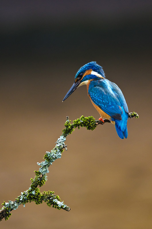A Kingfisher by Chris Pippard (Archive Picture)