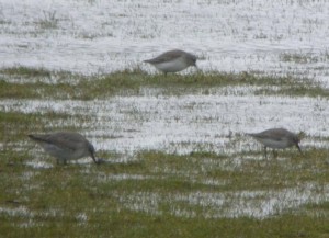 Knot and Dunlin