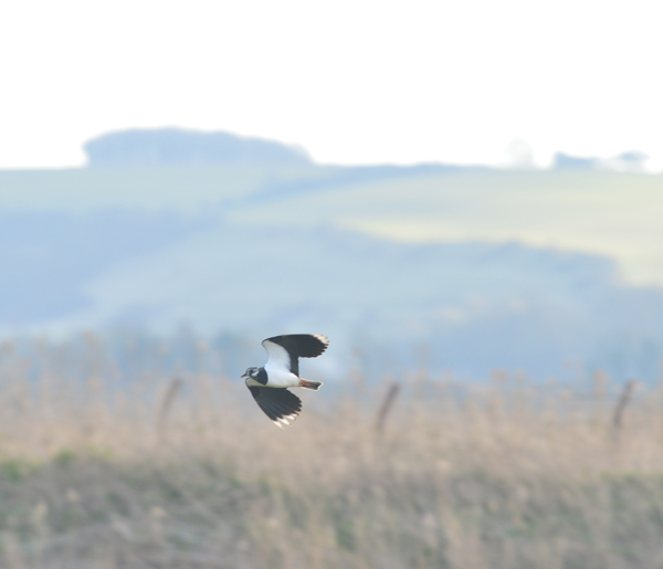 Lapwing are displaying over the wet grassland and can be seen from the Lapwing Hide as the day warms up.