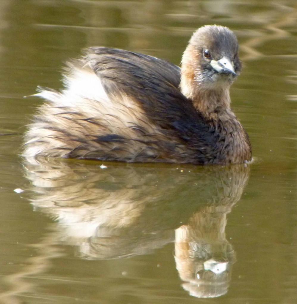 Little Grebe 2, MJMcGill