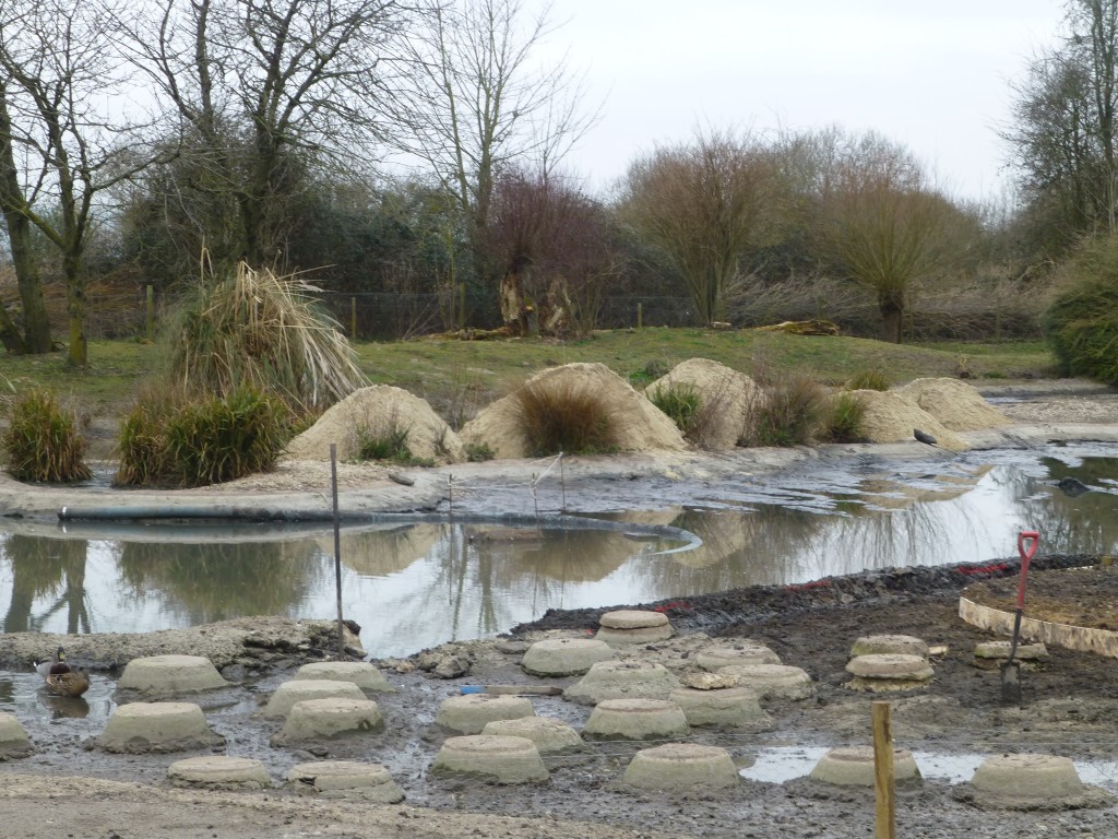 That's a lot of sand to shift! But the effort is worth it for the birds. 