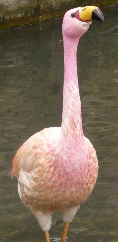 James' flamingo