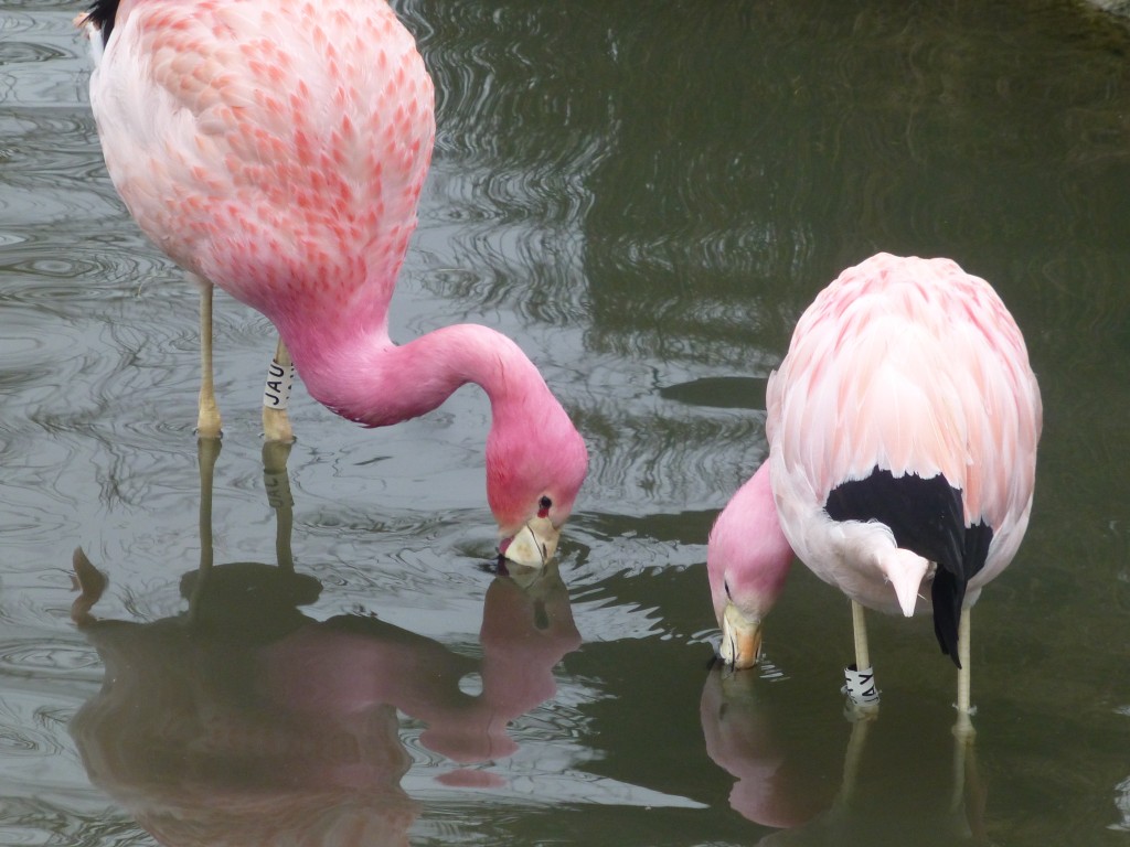 Well-bonded pairs don't dance as much as other birds.