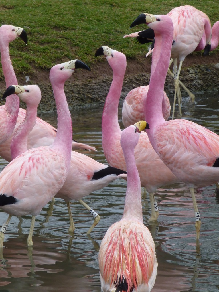 Andean and James flamingos