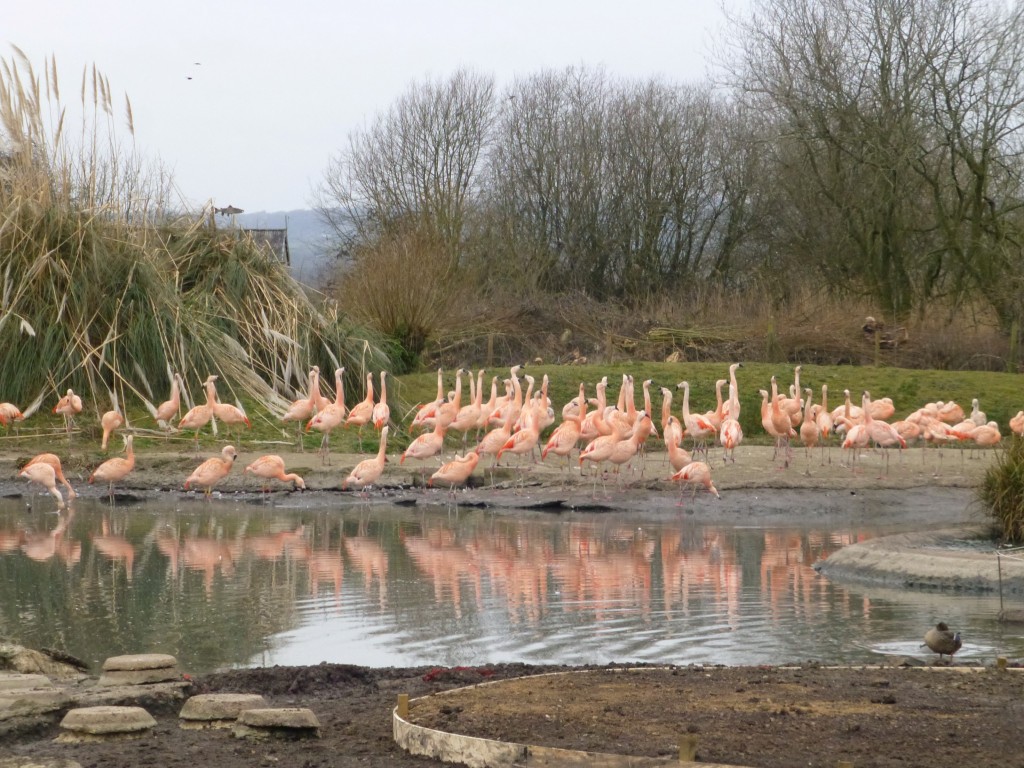 Renovations don't stop flamingo dancing!