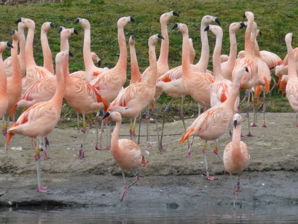 Chilean flamingo courtship