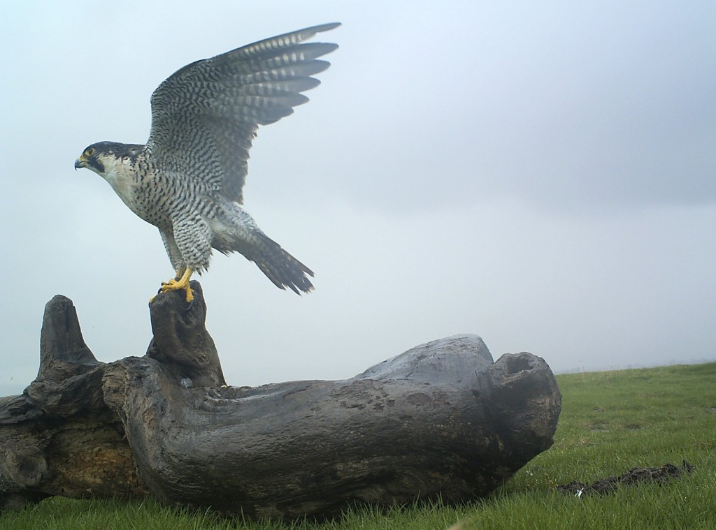 Peregrine Falcon at Slimbridge taken by remote camera trap (Archive Picture)