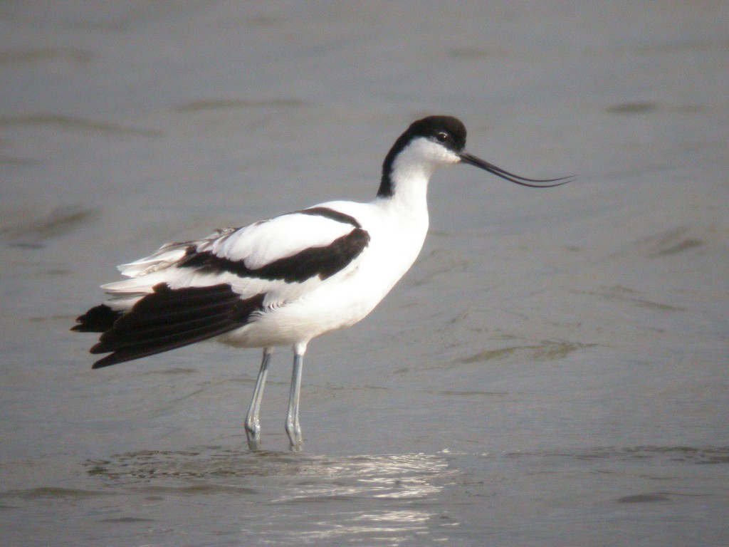 Pied Avocet at Slimbridge by James Lees (Archive Picture)