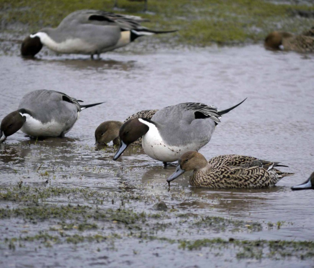 Pintail, MJMcGill