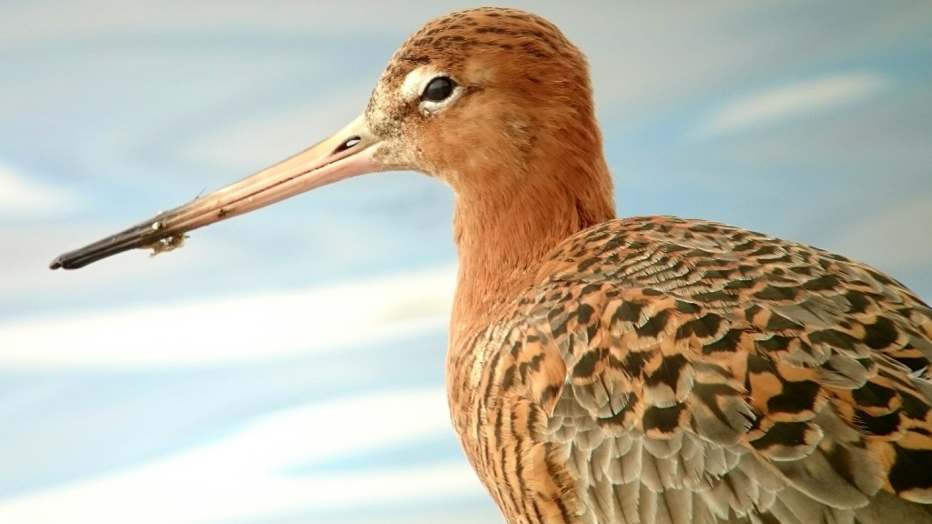 Black-tailed Godwit in front of in focus. (taken with mobile phone and telescope)