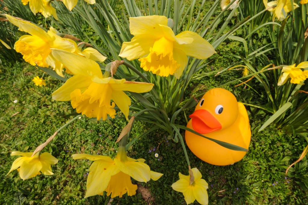 A GIANT duck hiding in daffodils at Slimbridge