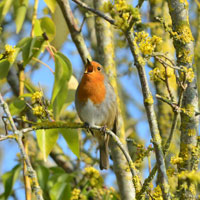 Robin singing in the Wood Loop.