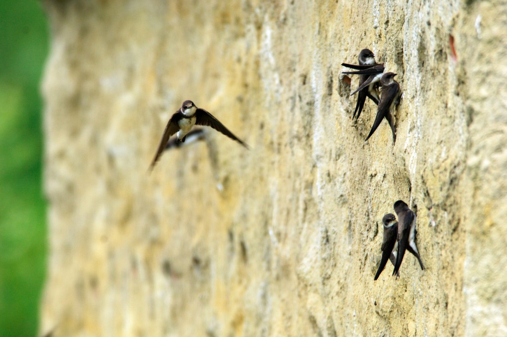 Sand Martins at entrance to artificial nest bank at London Wetland Centre by Richard Taylor-Jones (Archive Picture)