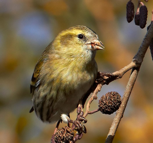 Siskin (Archive Picture)