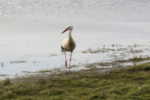 White stork by Emma Brand