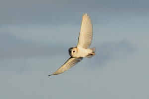 Barn owl by Jane Rowe