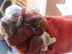 WWT WA Little Squeak 3 June 2015