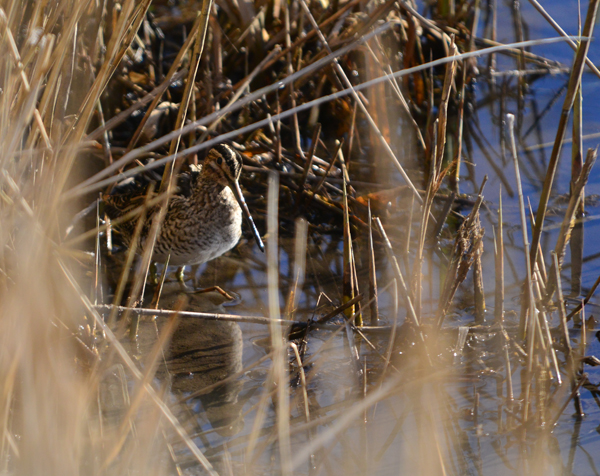 A snipe blending in with the reeds at the waters edge.