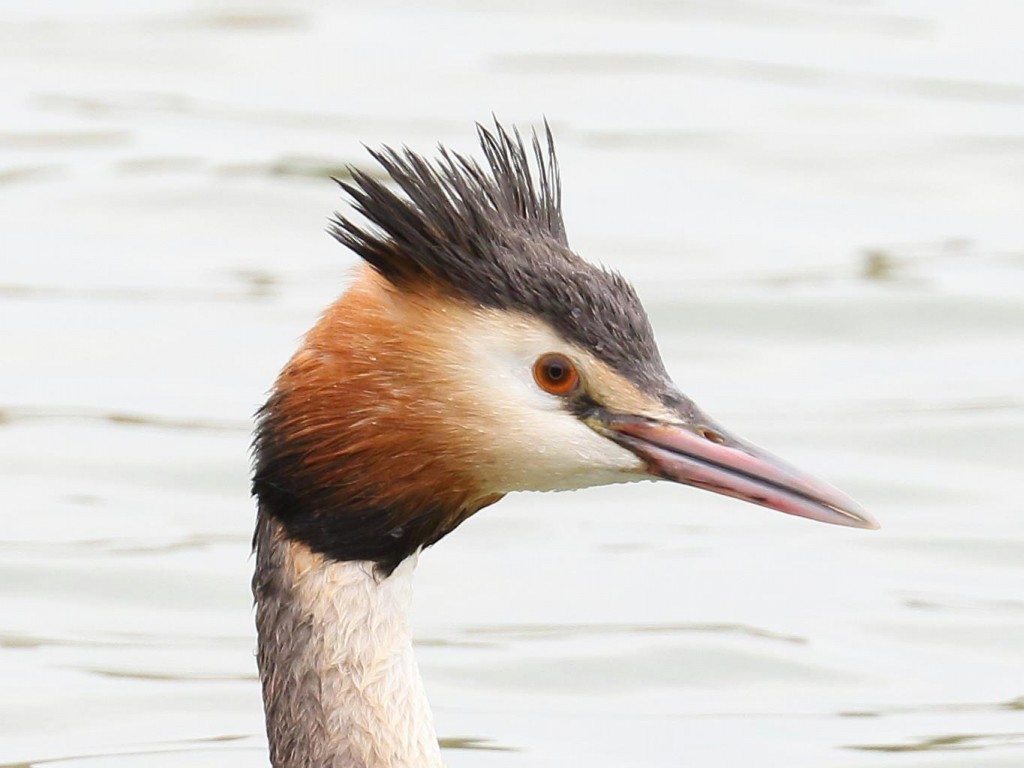 Great crested grebe on Arun Riverlife by Alec Pelling