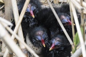 Moorhen Chicks by Clive Baker