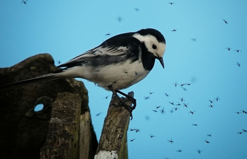 Pied Wagtail enjoying a 'gnat-fest'