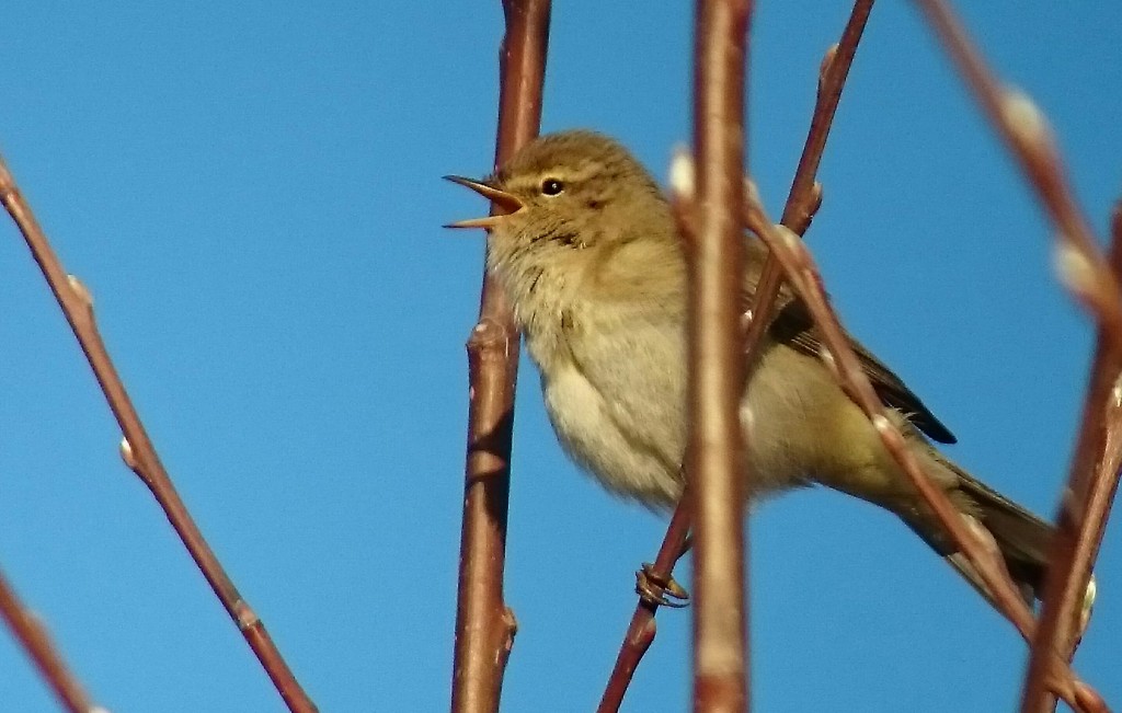 Chiffchaff in song (Archive Picture)