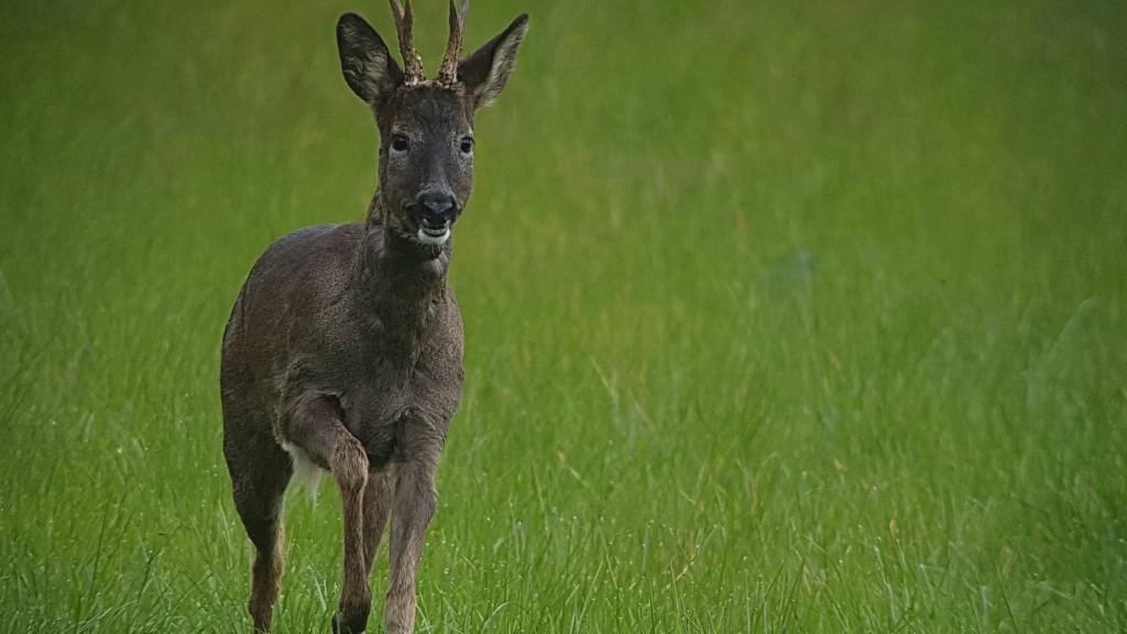 Roe Deer just about in frame as it got too close to 'digiscope' with mobile phone and telescope